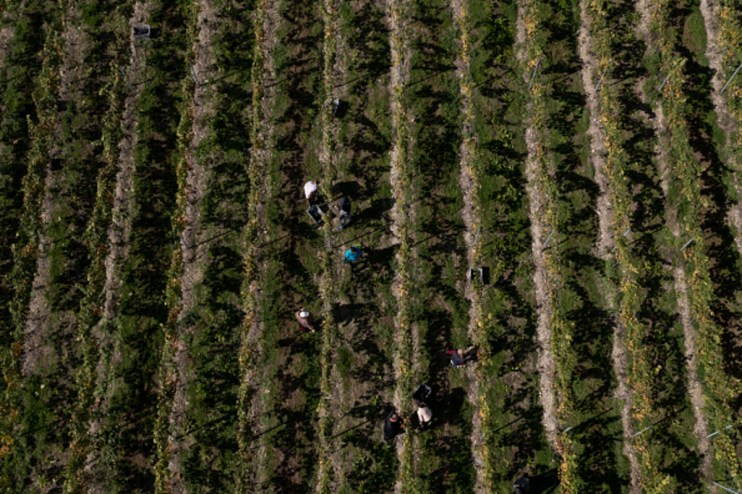 English winemakers raise a glass to start of vintage summer