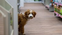 Pets at Home launches £25m share buyback programme amid slow sales growth